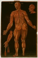 Ms Hunter 364 Table VIII Dissection、c.1170、Anatomical Tables、John Banister（1540-1610）（茶色の紙に油彩）